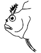 Parablennius _claves_05